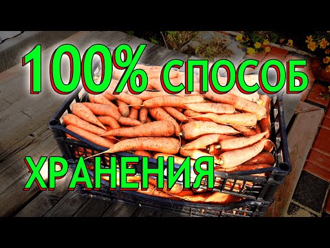 Хранение моркови! Как хранить морковь зимой - Лучший способ!