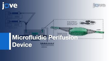 Multi-Parametric Islet Perifusion System Within Microfluidic Perifusion Device l Protocol Preview