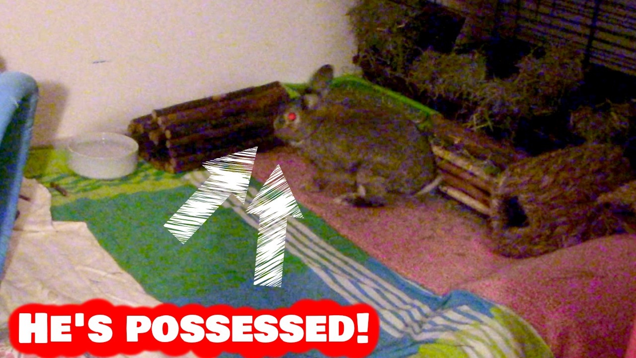 Pinky The Bunny Is POSSESSED! - YouTube