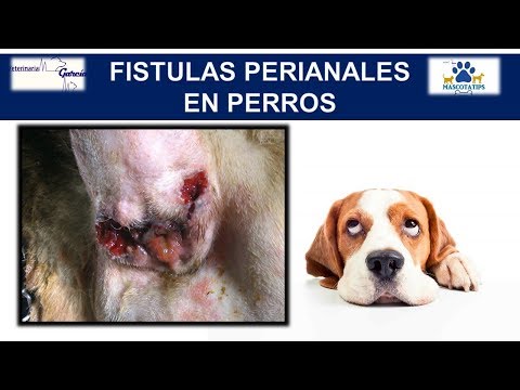 Video: Tratamiento de la fístula anal para caninos