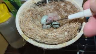 White Canary Baby Chick Born 20231109 by Nissan Tseng 1,519 views 6 months ago 3 minutes, 37 seconds