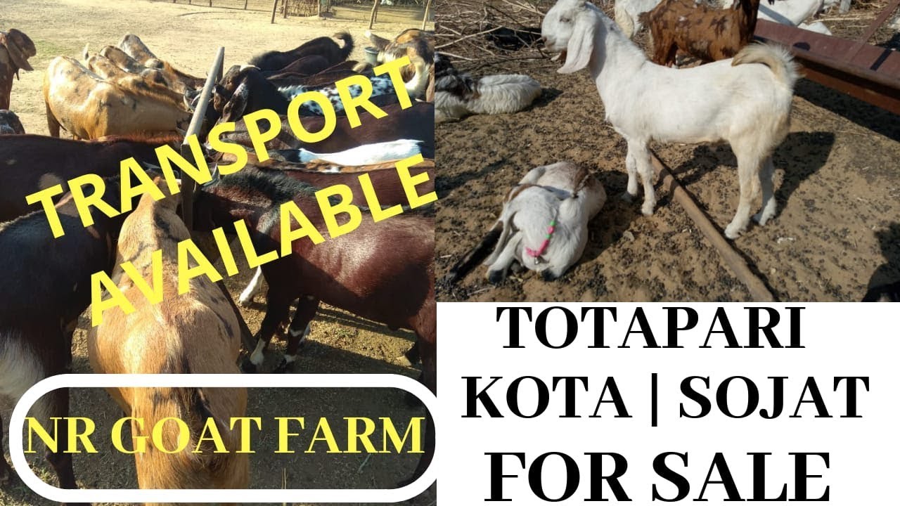 #naturephotoday Bakre-Totapari/Kota/Sojat Breed Available in NR GOAT FARM (AJMER/ RAJASTHAN)Animals Blog Kolkata