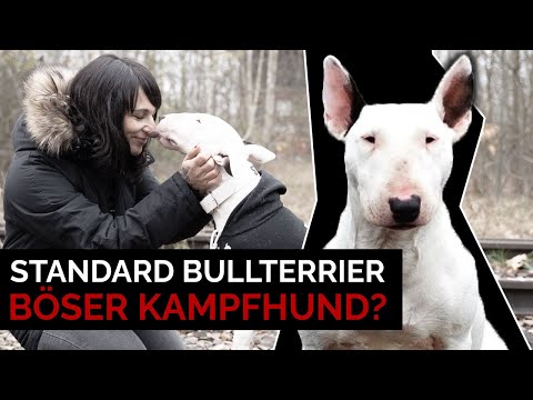 Standard Bullterrier I Aggressiver Kampfhund? Rasseportrait, Erfahrungen, Vorurteile und Erziehung