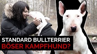 Standard Bullterrier I Aggressiver Kampfhund? Rasseportrait, Erfahrungen, Vorurteile und Erziehung