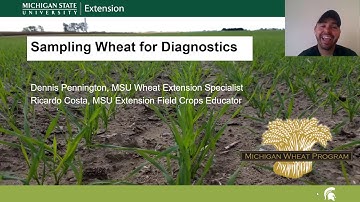 Sampling Wheat for Diagnostics