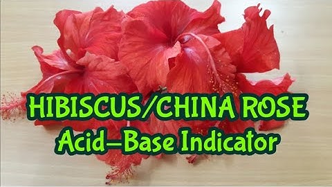 HIBISCUS/CHINA ROSE  Acid-Base Indicator
