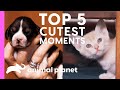 The Top 5 Cutest Moment Ever! | Too Cute