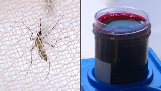 علماء في السويد يسعون إلى مكافحة البعوض والملاريا عبر تقنية 