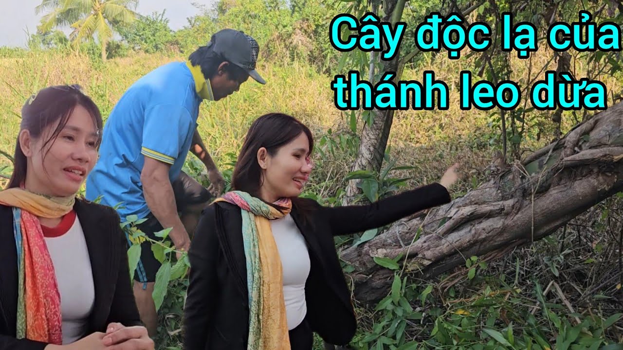 Xuất hiện cây độc lạ của anh thánh leo dừa.không biết là thần dược gì hay là dùng để làm gì