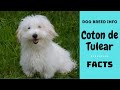 Coton de Tulear dog breed. All breed characteristics and facts about Coton dogs