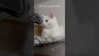 Руна на высоте #shortsyoutube #catshorts #shortsvideo #youtubecatshorts #catlifestyle #cutecatshorts