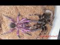 Парим Pamphobeteus nigricolor / Pamphobeteus nigricolor mating