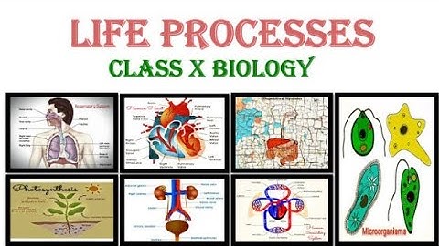 std 10 science ch 6 || જૈવિક ક્રિયાઓ || animated video