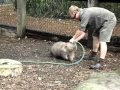 Fatty Wombat wants to play!