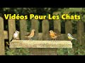 Vidéos Pour Les Chats à Regarder Beaux Oiseaux