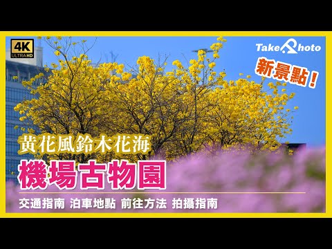 【黃花風鈴木花海】香港機場古物園 | 交通指南 | 泊車地點 | 前往方法 | 拍攝指南