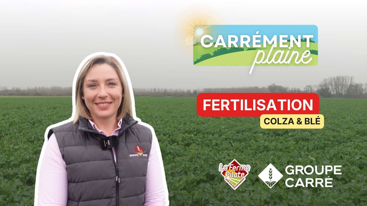 CARREMENT PLAINE : Fertilisation des colzas et blés