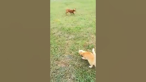 Ficzkó a vizsla - A bátor házőrző - Macska kergeti a kutyát - Cat and dog