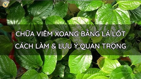 CHỮA VIÊM XOANG BẰNG LÁ LỐT: CÁCH LÀM & LƯU Ý QUAN TRỌNG
