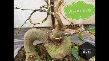 Thế nào là cắt giật - Cắt giật cho cây mini (cách thứ 1)!