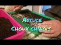 5 choux chinois du potager de jj