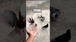 kabutar status || racer pigeon |   shorts trending pigeon kabutar status youtube fyp viral