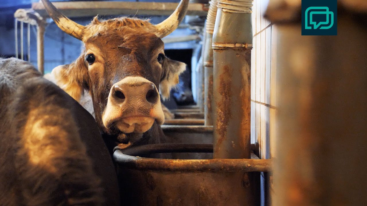 Was Steckt In Der Milch Milch | Welche Logistik steckt dahinter? - YouTube