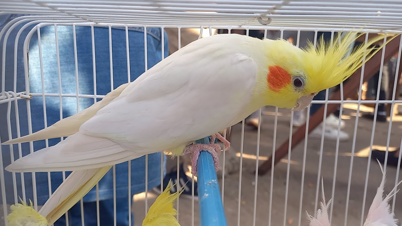 عروض بيع عصافير وسلاكات مستعملة عروض بيع من مشتركين القناة بالأسعار وأرقام اصحابها💚⚘️