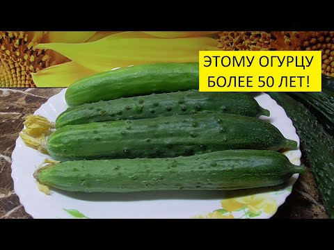 Огурец Зозуля. Дегустация. Ольга Чернова. Огурец Зозуля. Дегустация. Ольга Чернова.