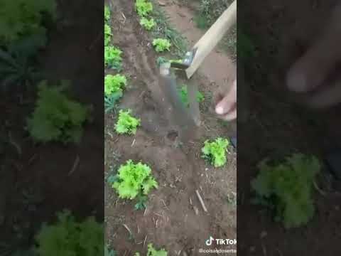 Vídeo: Capina de hortaliças: como capinar o jardim