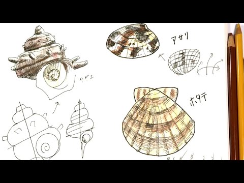 貝 サザエ アサリ ホタテ 11分でわかるペン画と色鉛筆の絵の描き方 Youtube