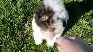 Rocky video 04122024 by Havanese Haven 58 views 1 month ago 21 seconds