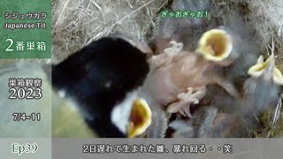 Mischievous Japanese Tit Chick, Born 2 Days Late, Goes Wild in the Nest!