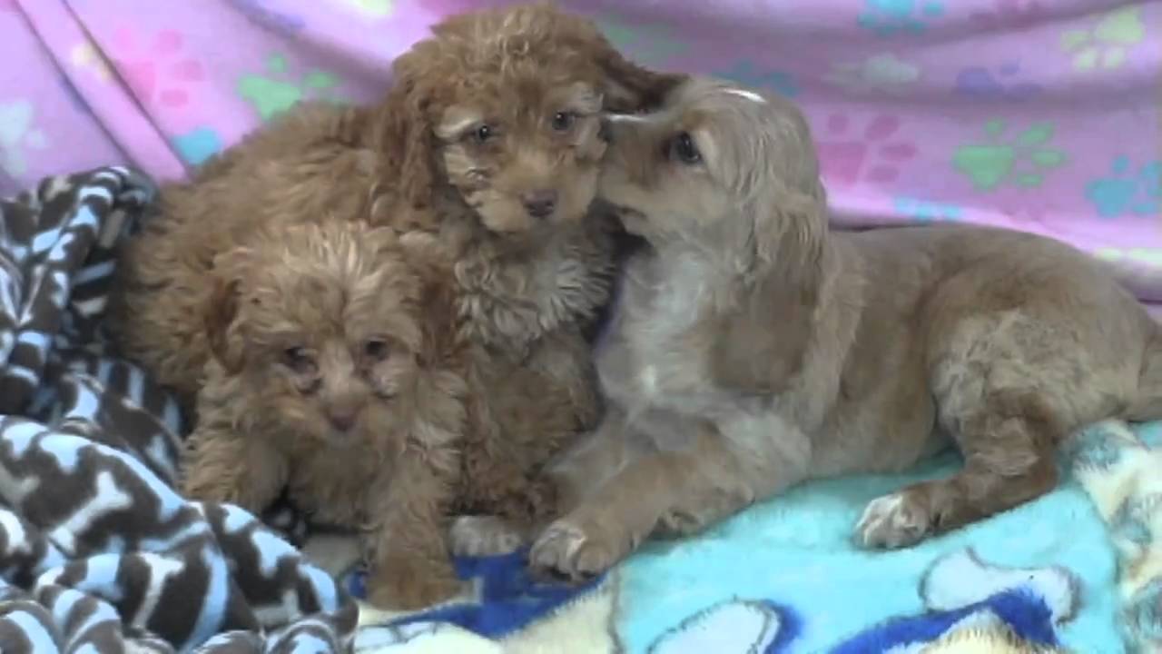 Cockapoo puppies for sale