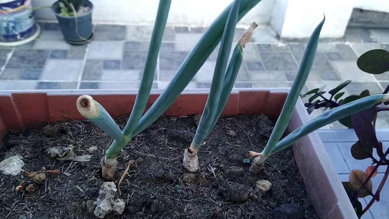 How to grow onion leeks in a pot YouTube