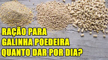 Como dar cálcio para as galinhas?
