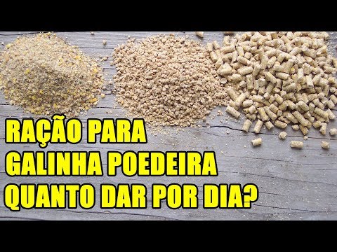 Vídeo: As galinhas comem luzerna?