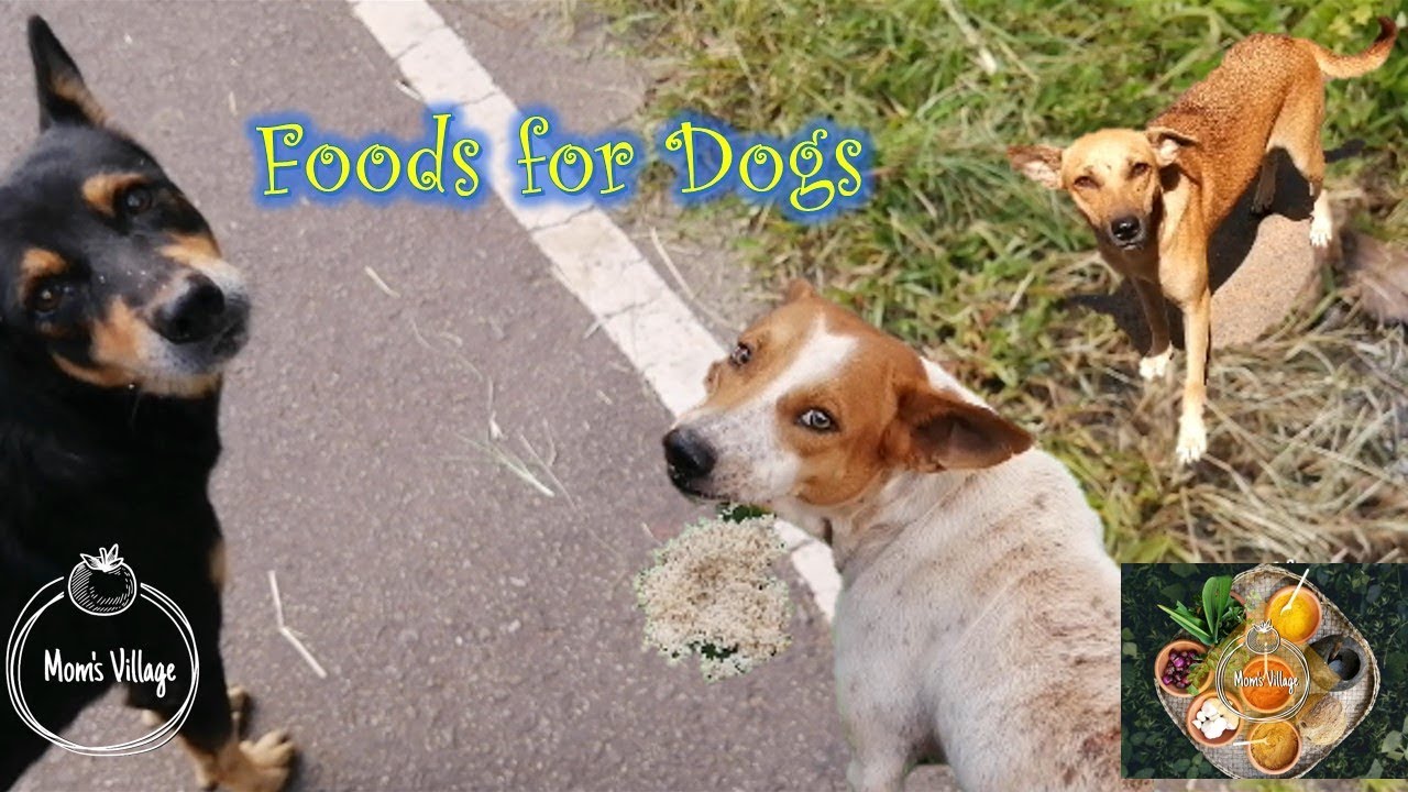 Foods for street dogs 🐕 by Mom's Village Recipes YouTube