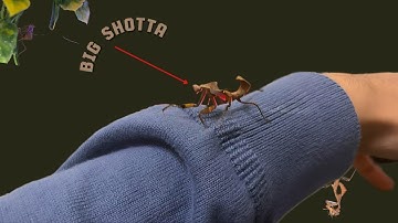 Week One With My Dead Leaf Mantis (Pt.1)