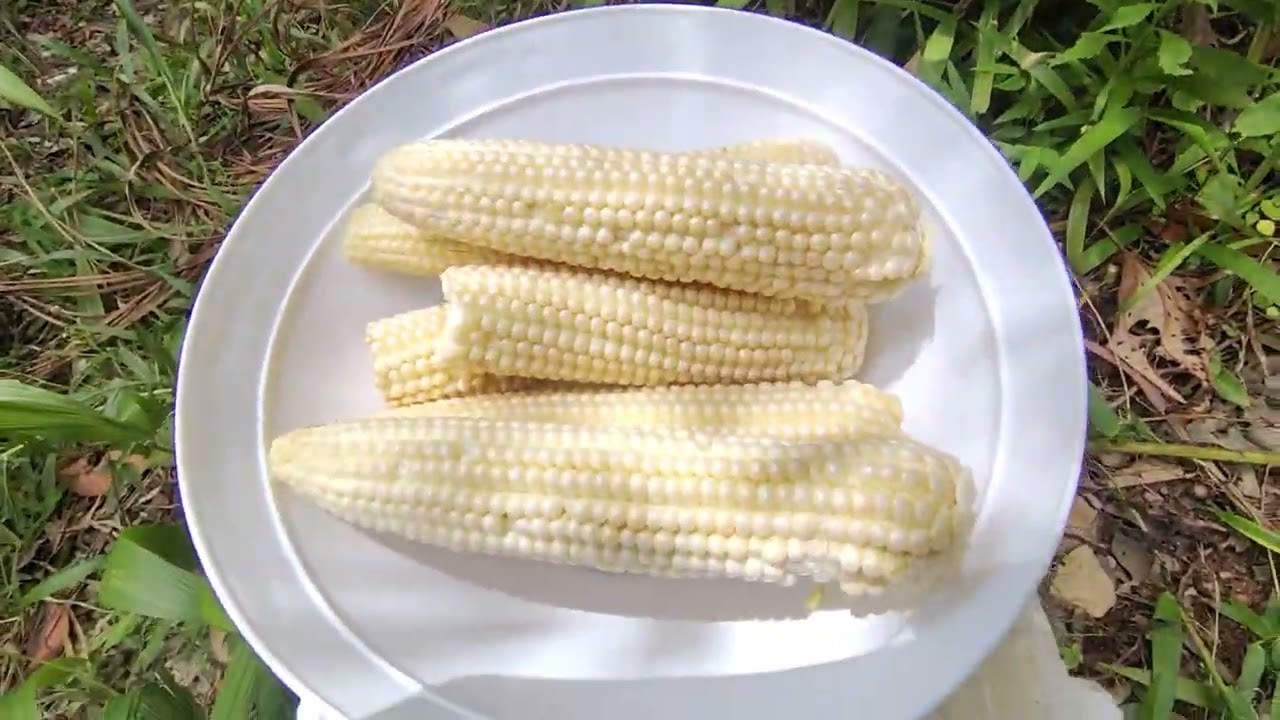 Almoço em meio à natureza 🍄‍🟫🌺