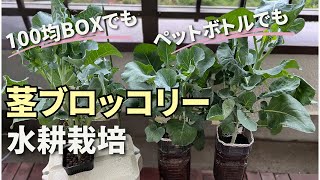 【茎ブロッコリー水耕栽培】ペットボトルとDAISOクーラーBOXで苗から育ててみた結果