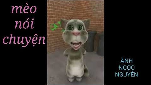 Mèo Nói Chuyện | talking cat |