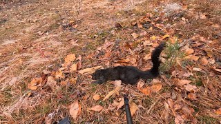 Squirrel Hunting First Black Squirrel And My 27Th Sit For Deer This Year