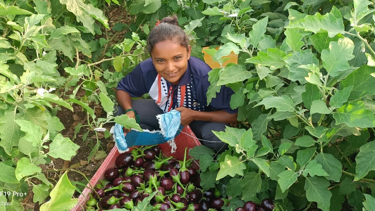રવિવારે રીંગણાં વીણવાનો વારો આવી ગયો 😀