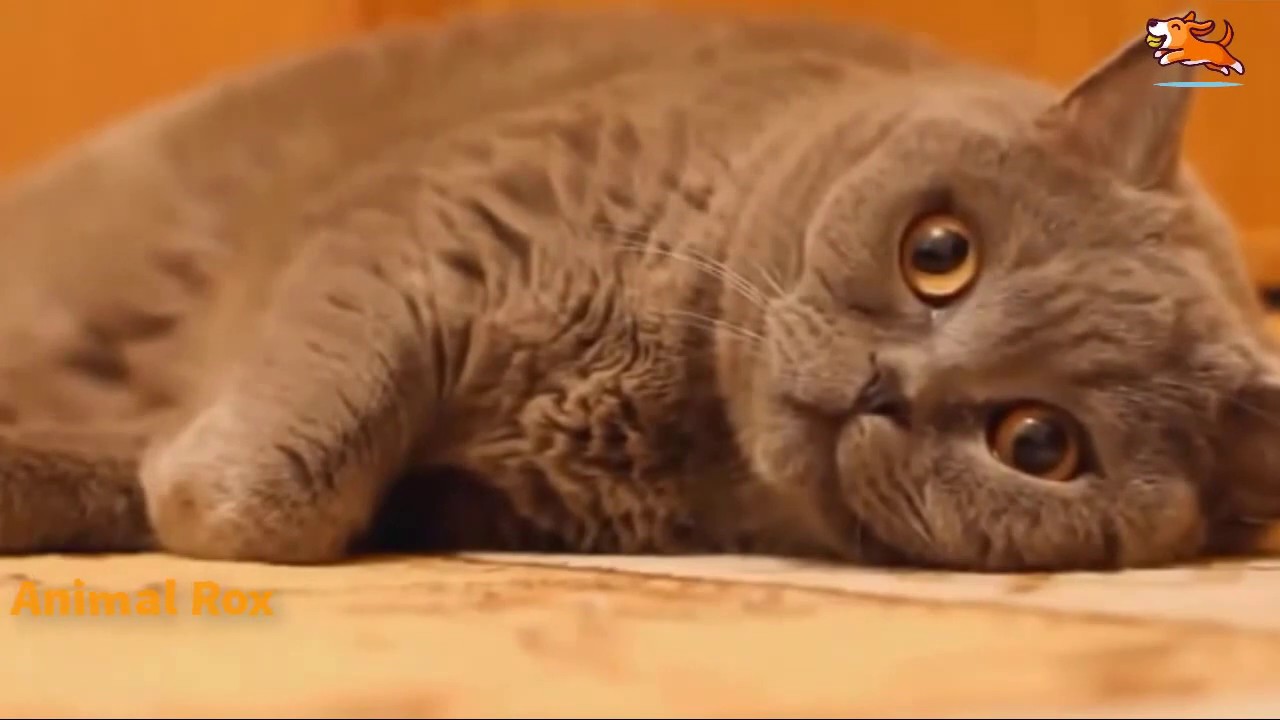 Unlimited Funny Cats Moments YouTube