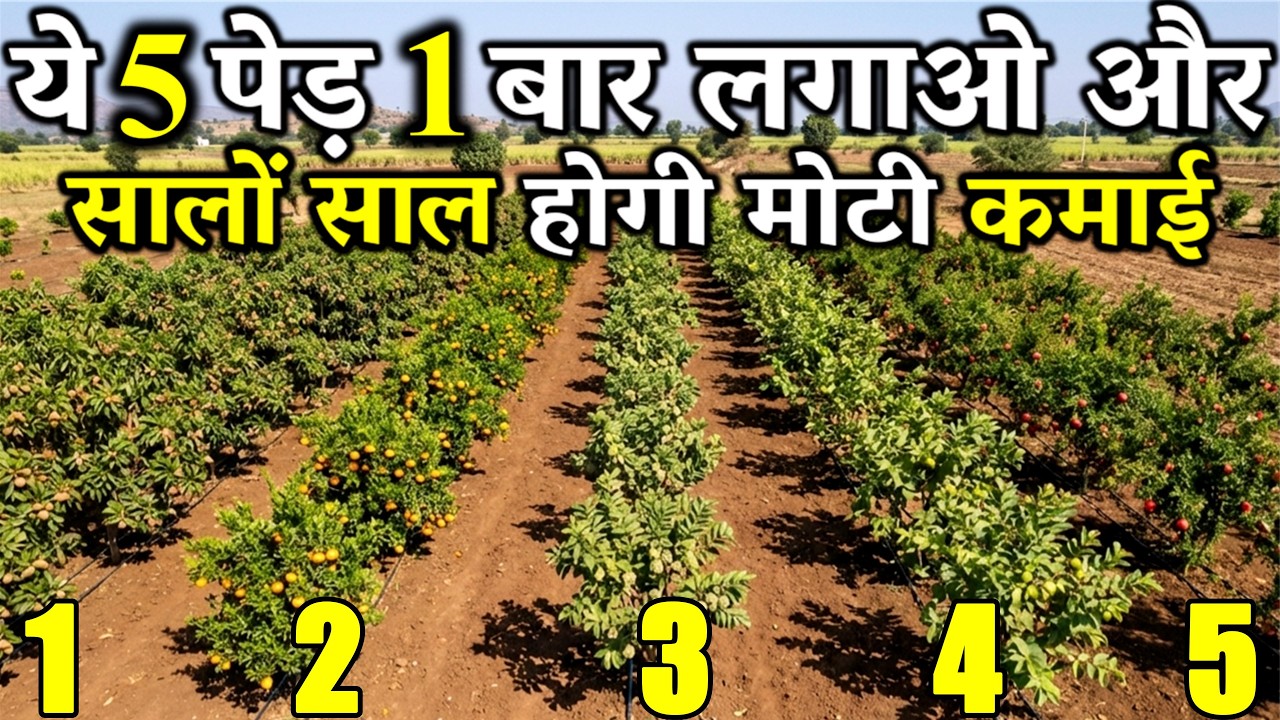 ये 5 पेड़ लगाओ और सालों-साल कमाई पाओ | ये 5 पेड़ जो खेत को बना देंगे ...