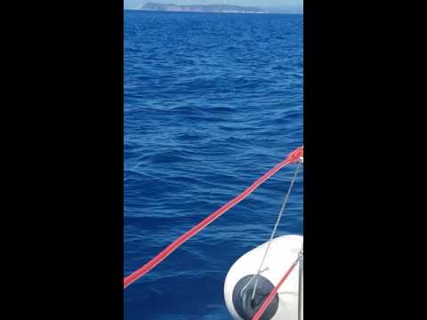 Skiathos dolphins