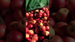 Kids Learn About Apple Picking Job Jams Music