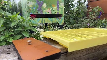 How to get rid of beetles and ants