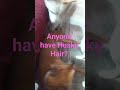 Husky Hair is everywhere! #huskylife #huskyhair #puppy
